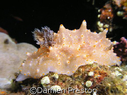 Dot to Dot, USAT Liberty Wreck. There was a pair of these... by Damien Preston 